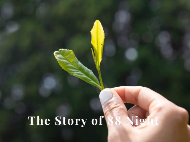 Japan’s Secret Tea Date That Defines Matcha Quality – Hokusan Tea Canada